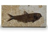 Detailed Fossil Fish (Knightia) - Large for Species! #349250-1